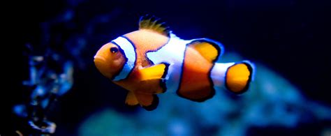 9 Cutest Fish Species To Your Heart .